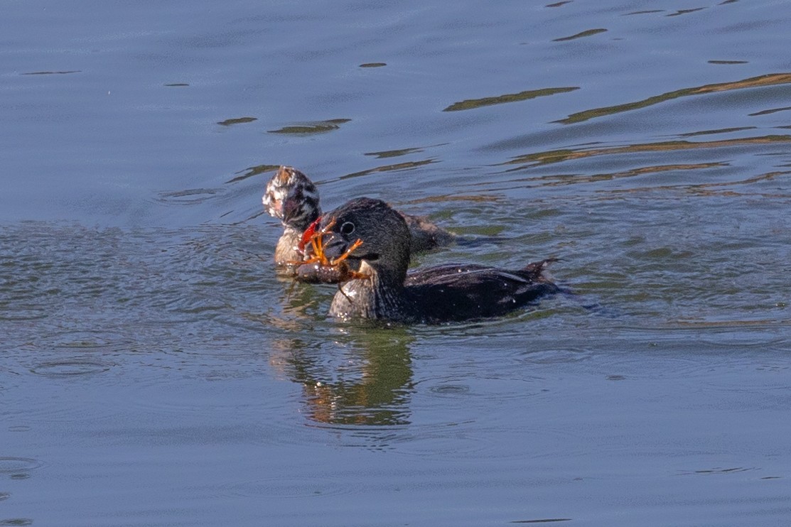 Pied-billed Grebe - ML469601391