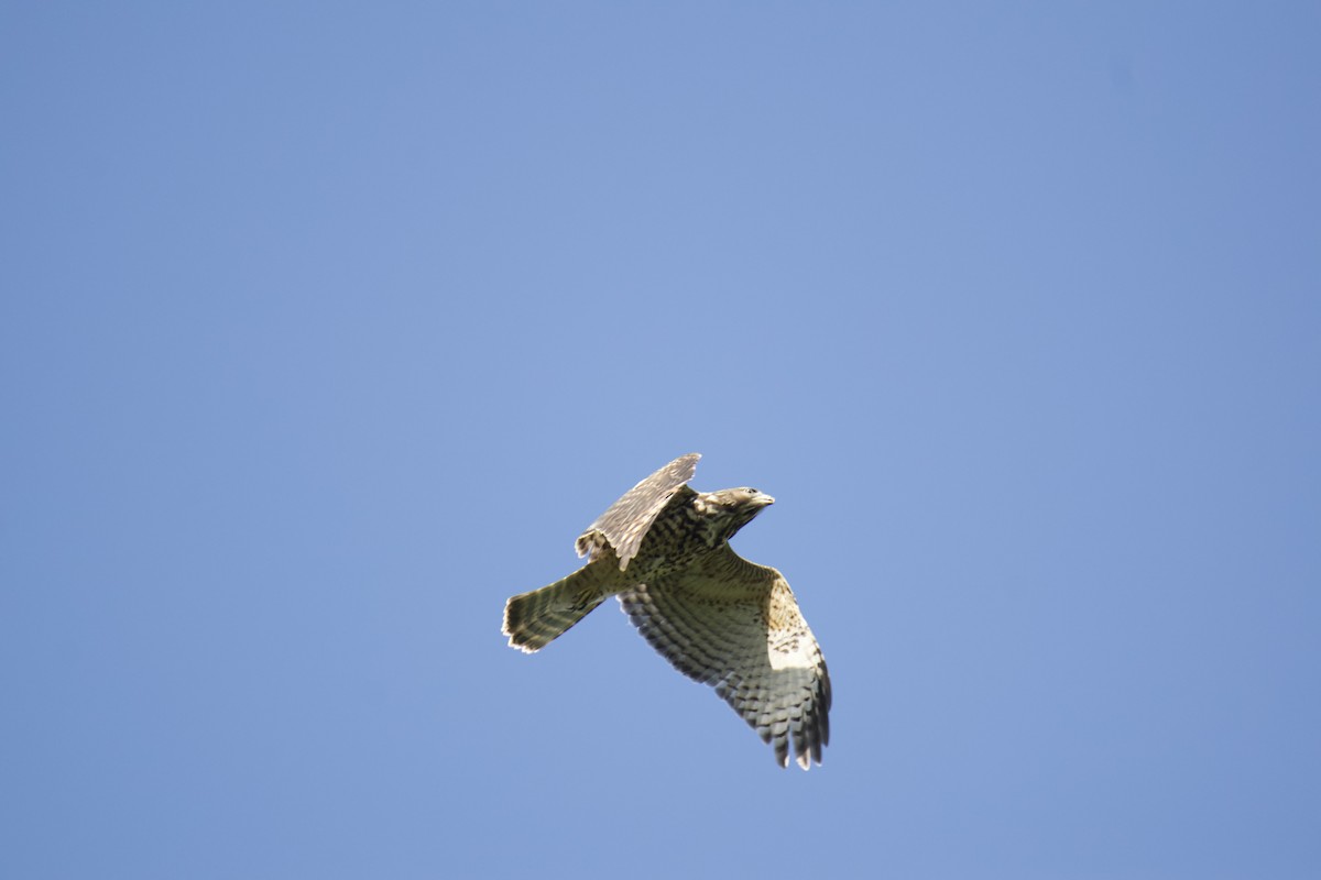 Cooper's Hawk - ML469601611