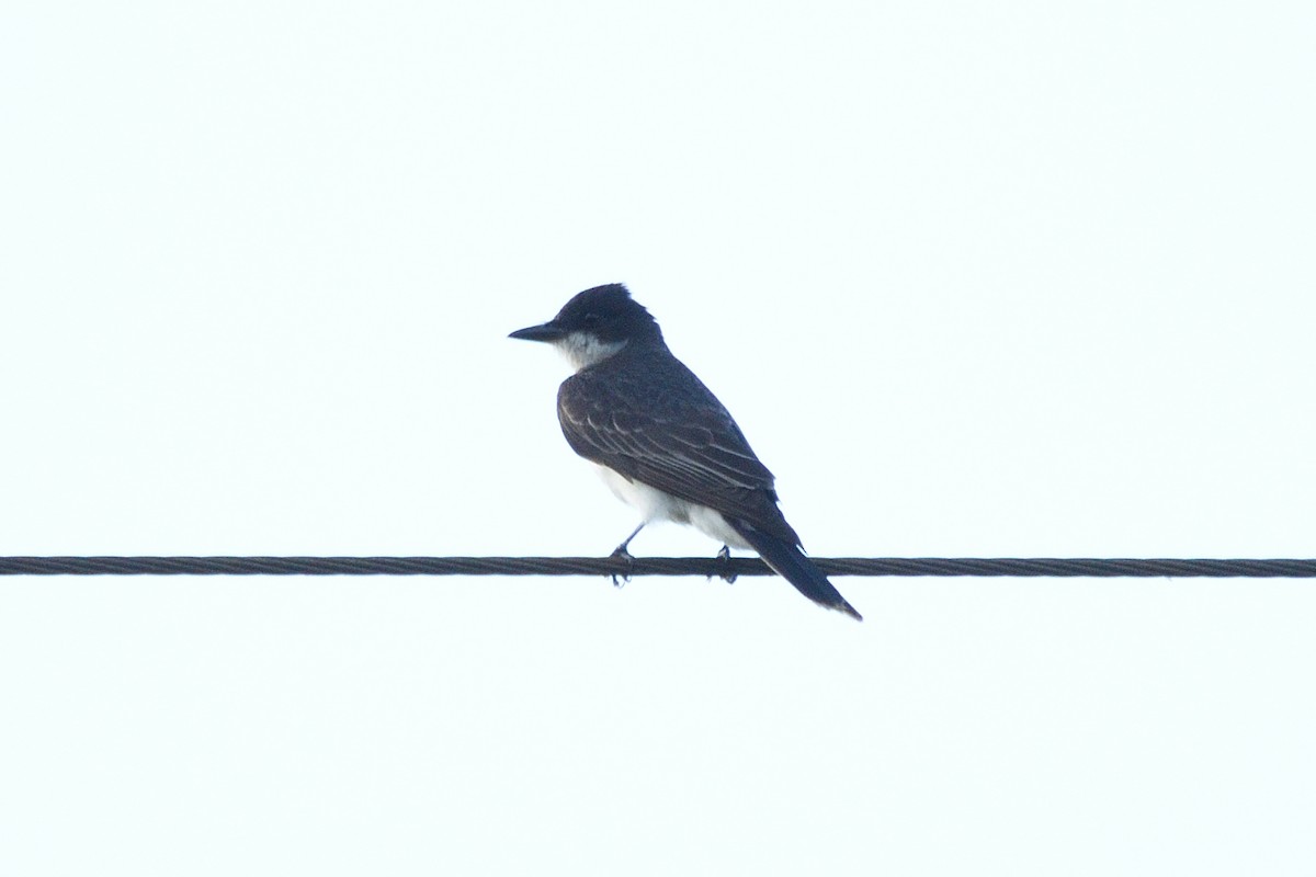 Eastern Kingbird - ML469601681