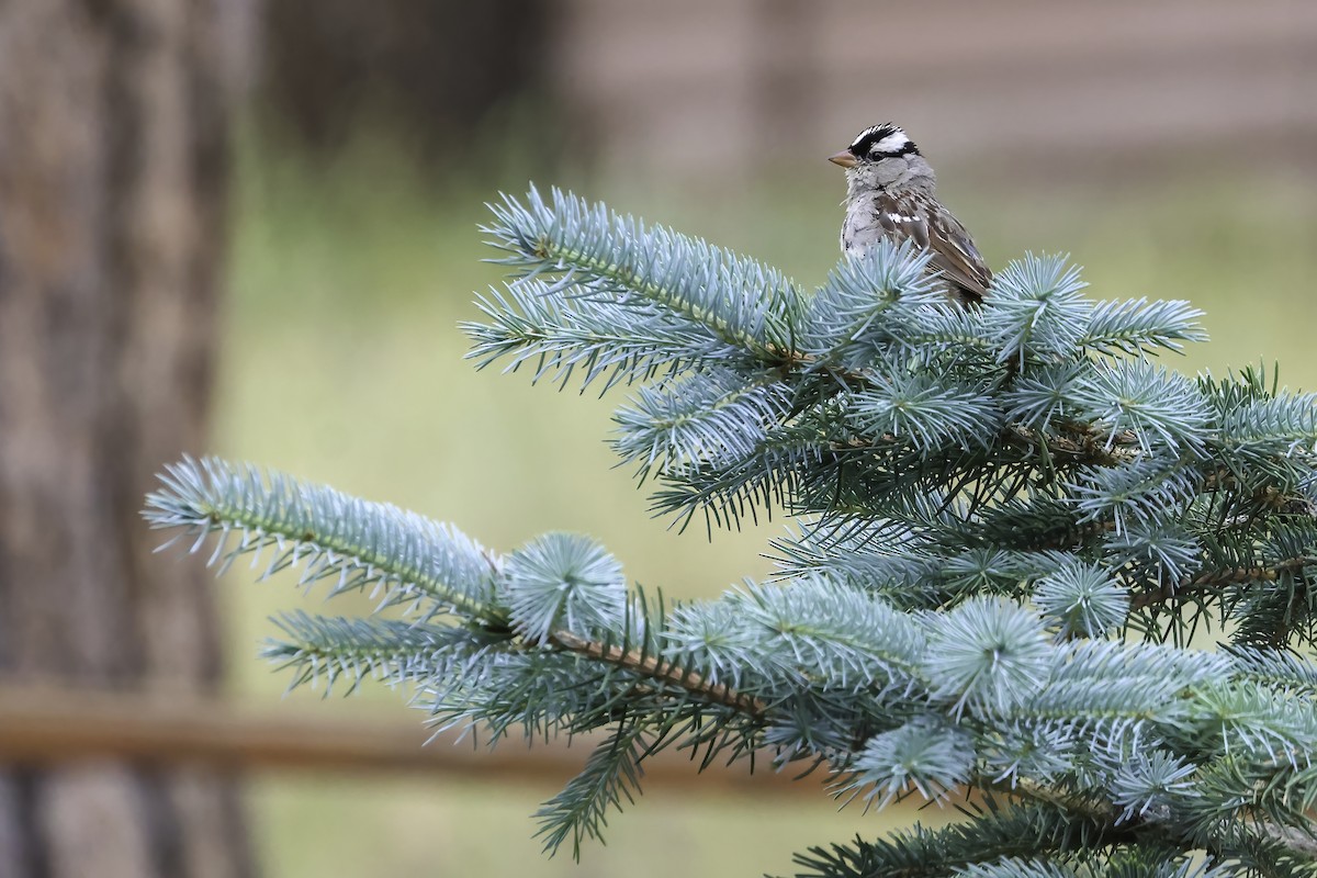 White-crowned Sparrow (oriantha) - ML469602561