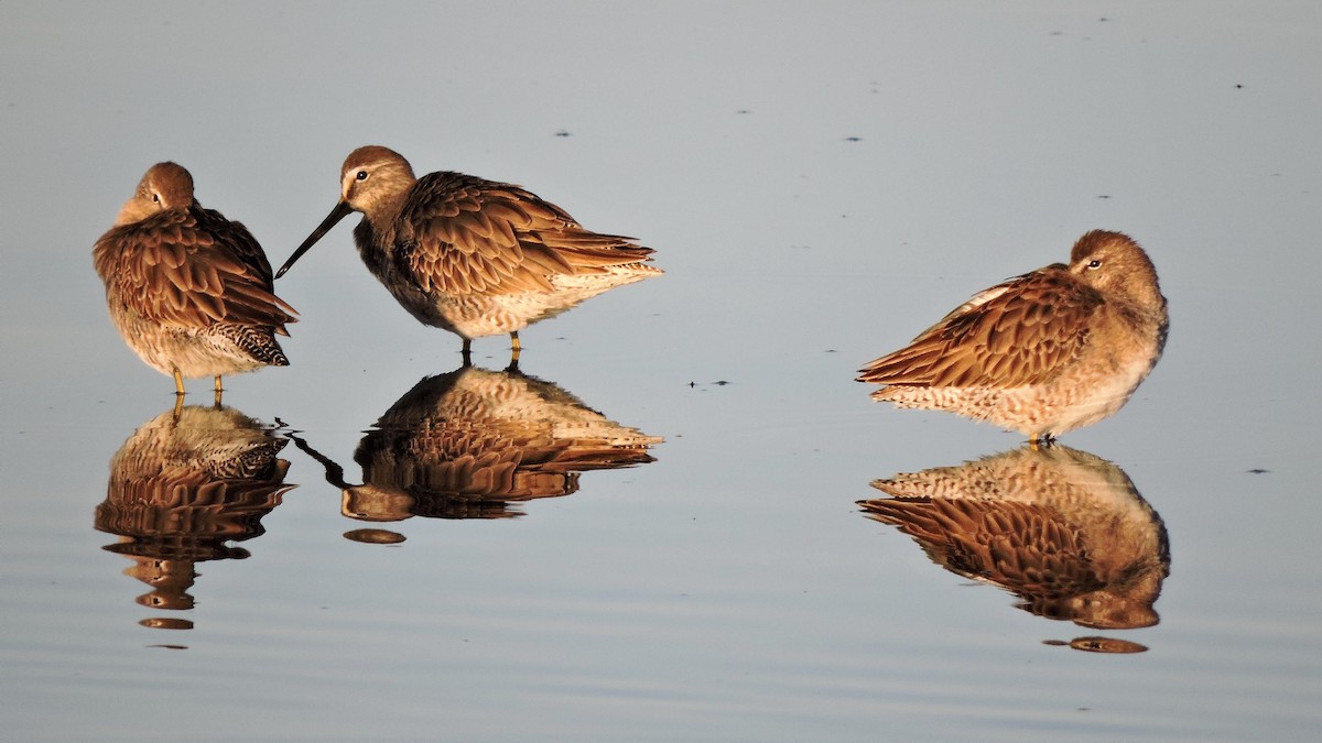 Short-billed Dowitcher - ML46960291