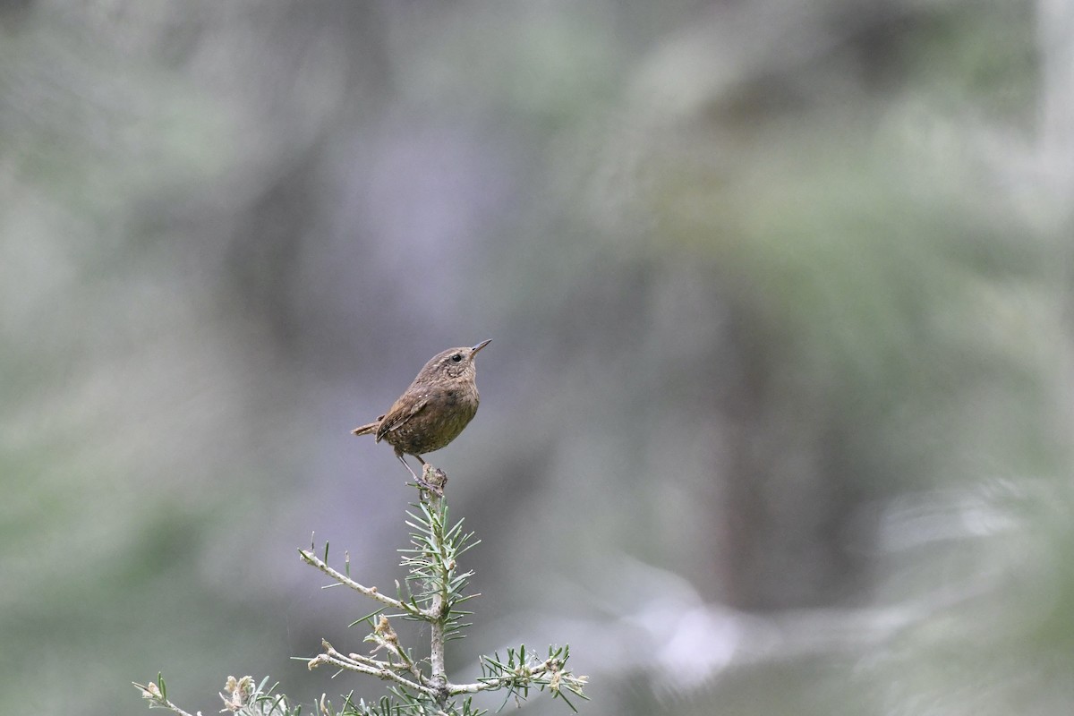 Pacific Wren - Donald Jones