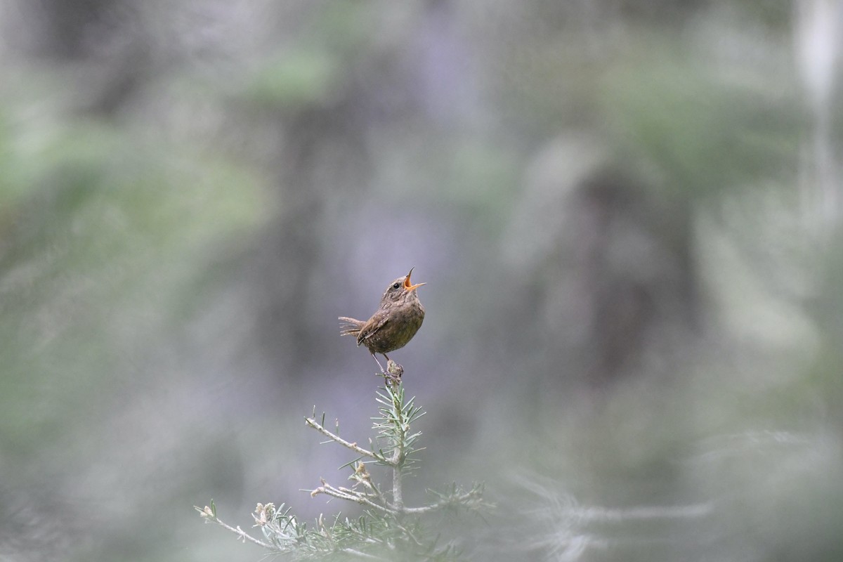 Pacific Wren - Donald Jones