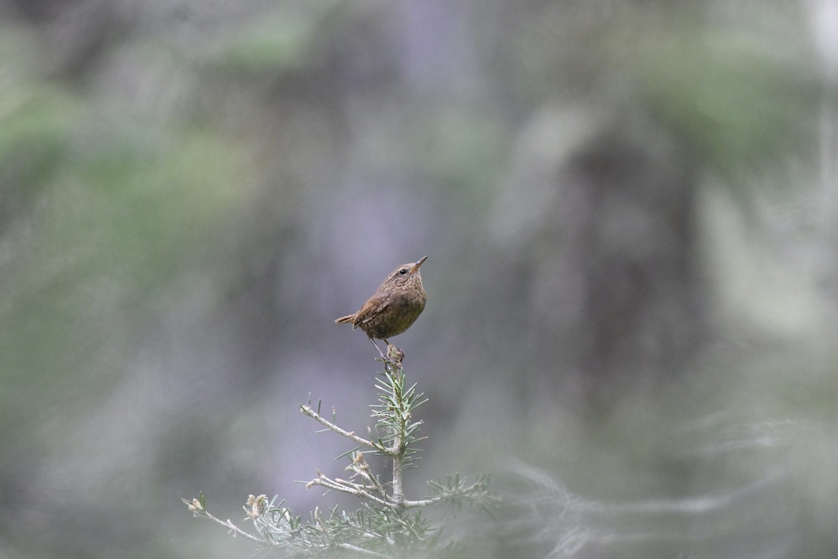 Pacific Wren - Donald Jones