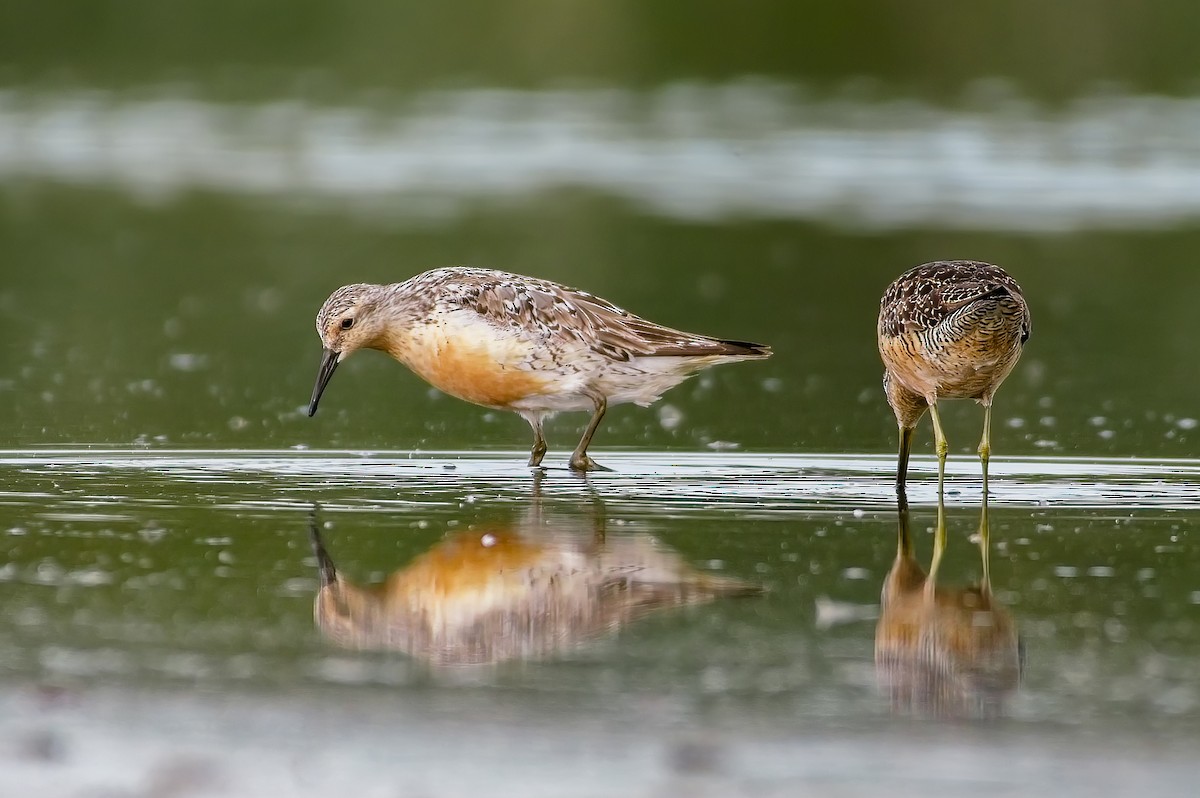 Red Knot - Calvin S