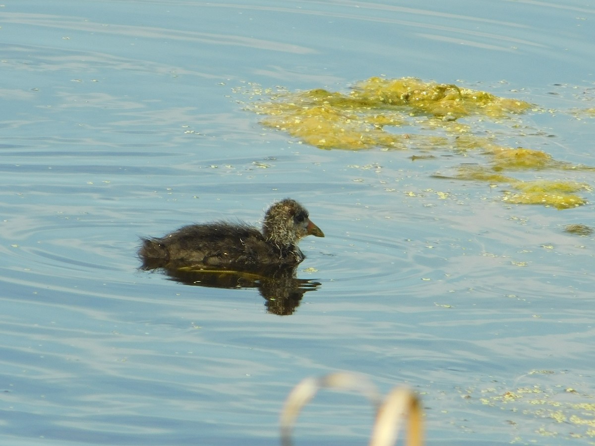 American Coot - Ben Azar