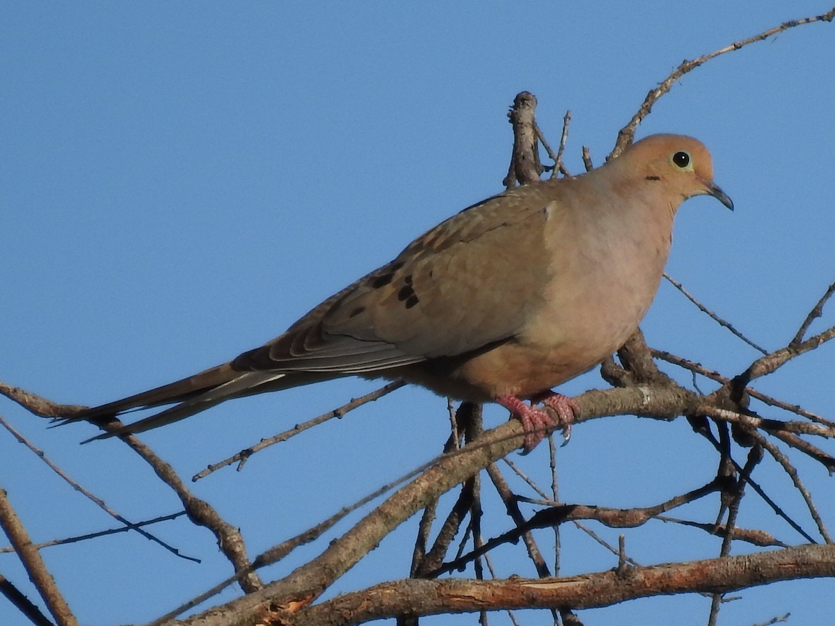 Mourning Dove - ML469606051