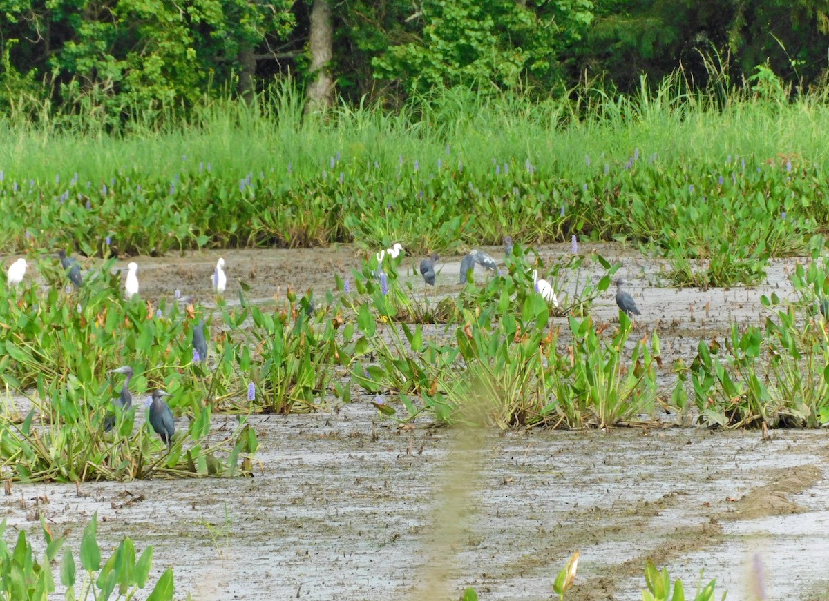 Little Blue Heron - ML469606411