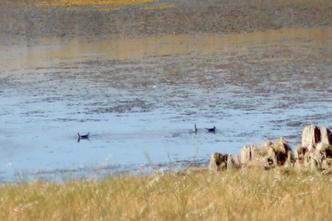 Wilson's Phalarope - ML469606551