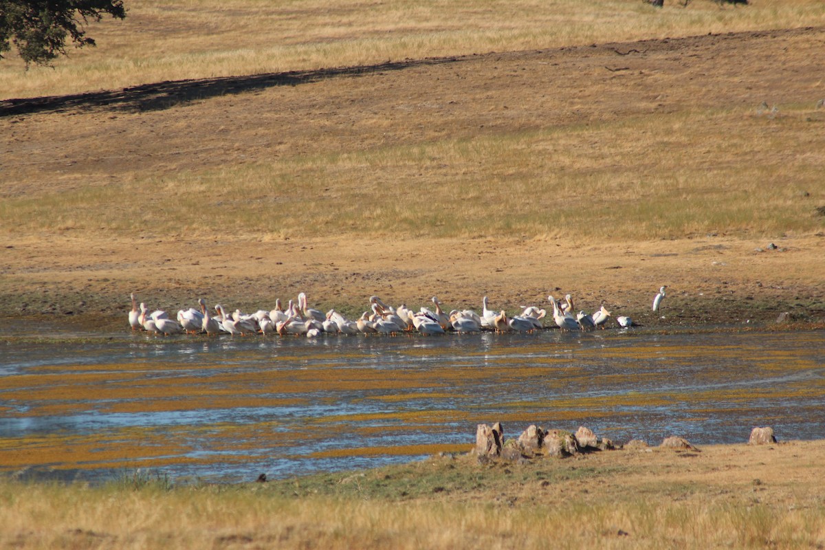 American White Pelican - ML469606691