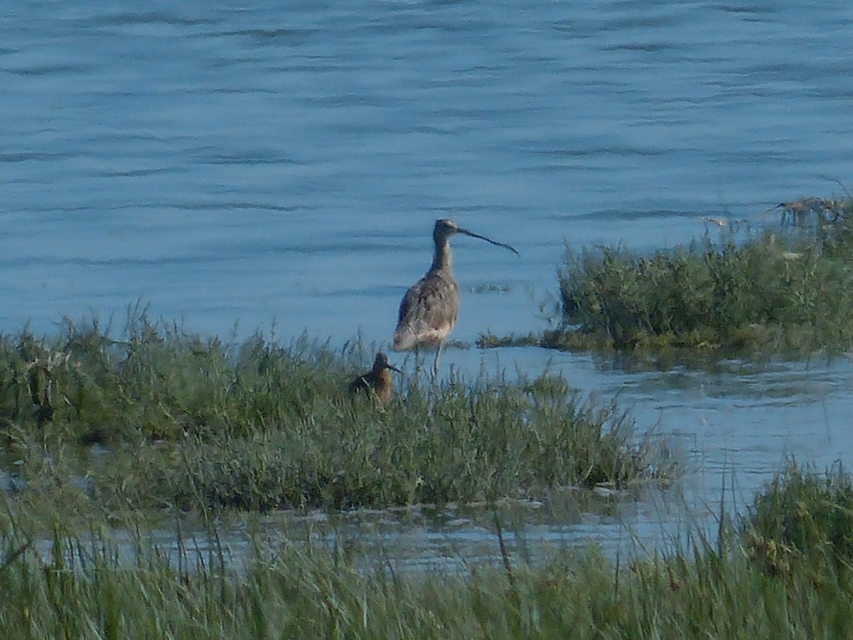 Rostbrachvogel - ML469607041