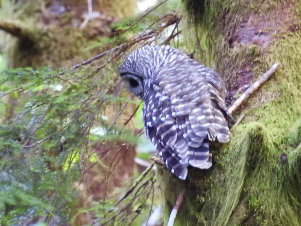 Barred Owl - ML469607821