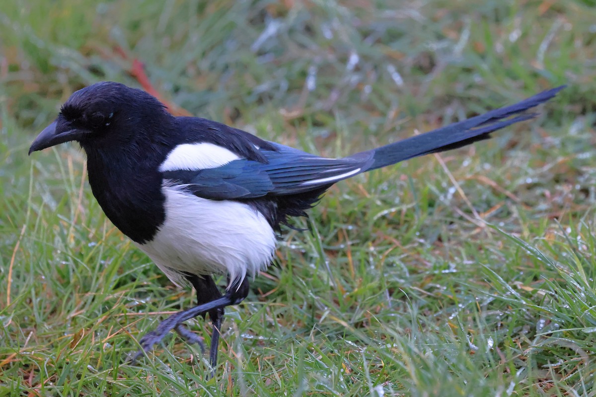 Eurasian Magpie - ML469609641