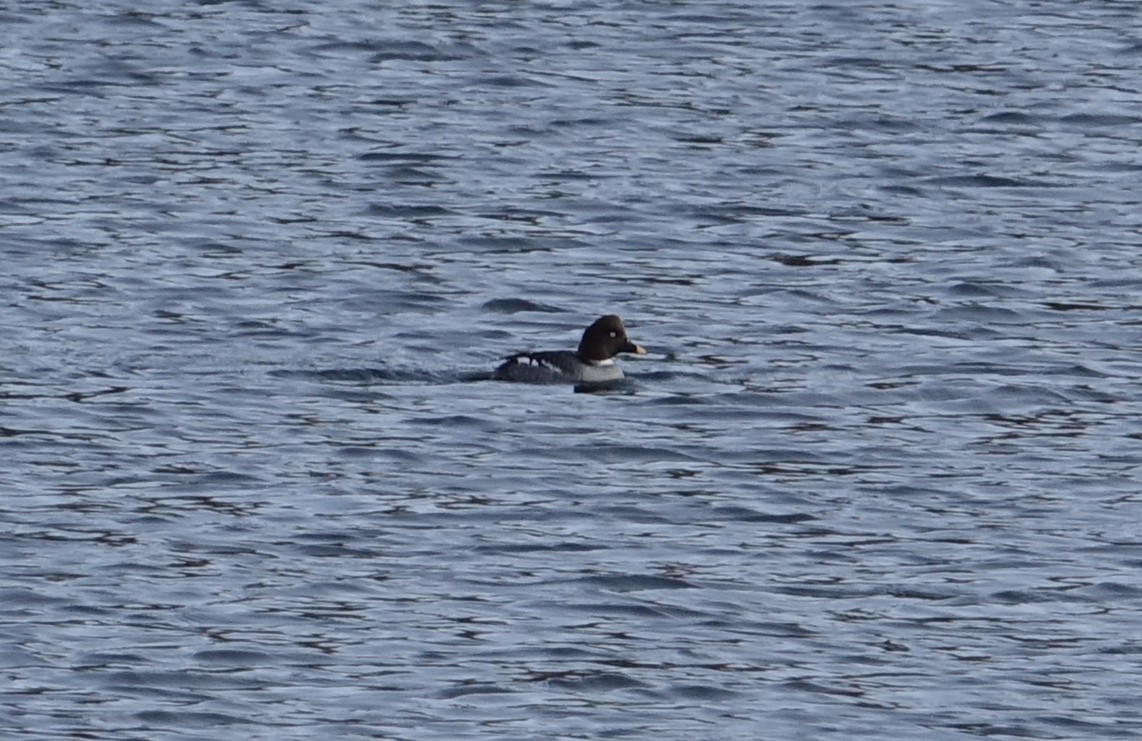 Common Goldeneye - Tom Schaefer