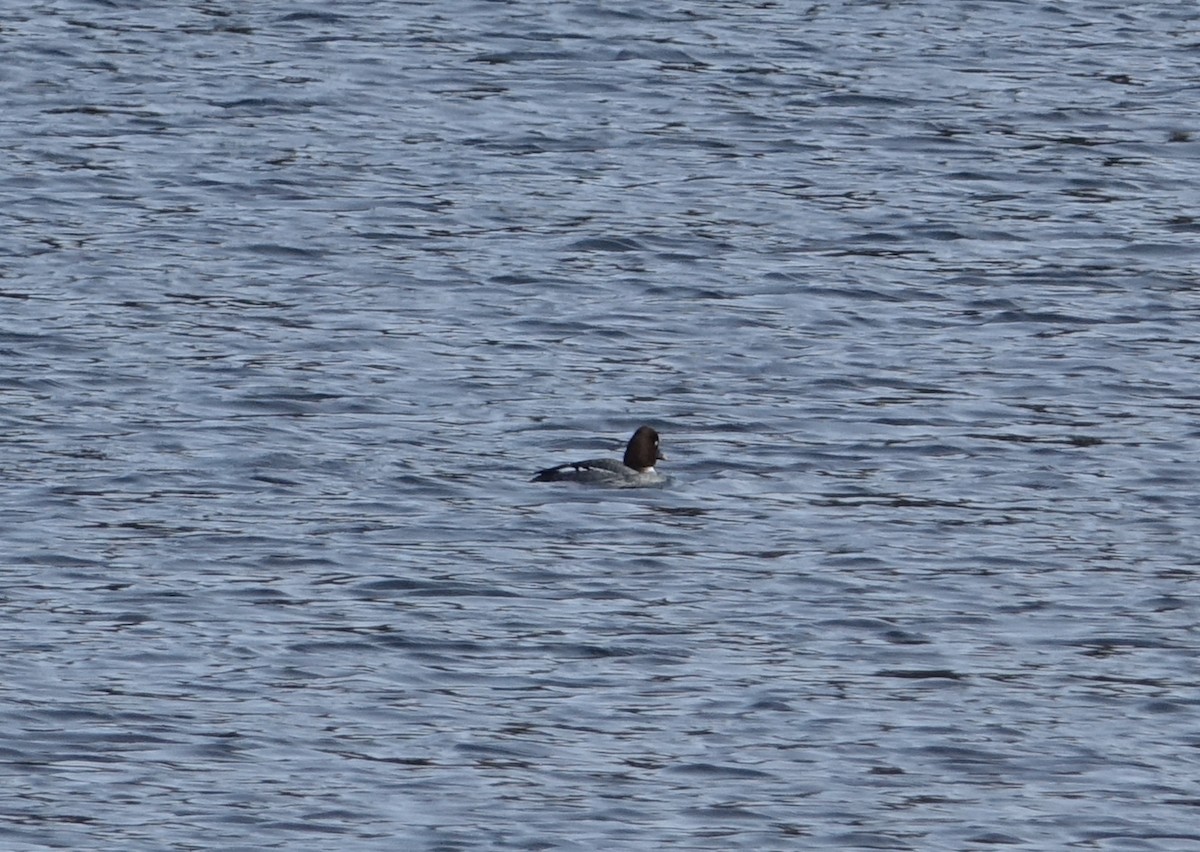 Common Goldeneye - ML46961101