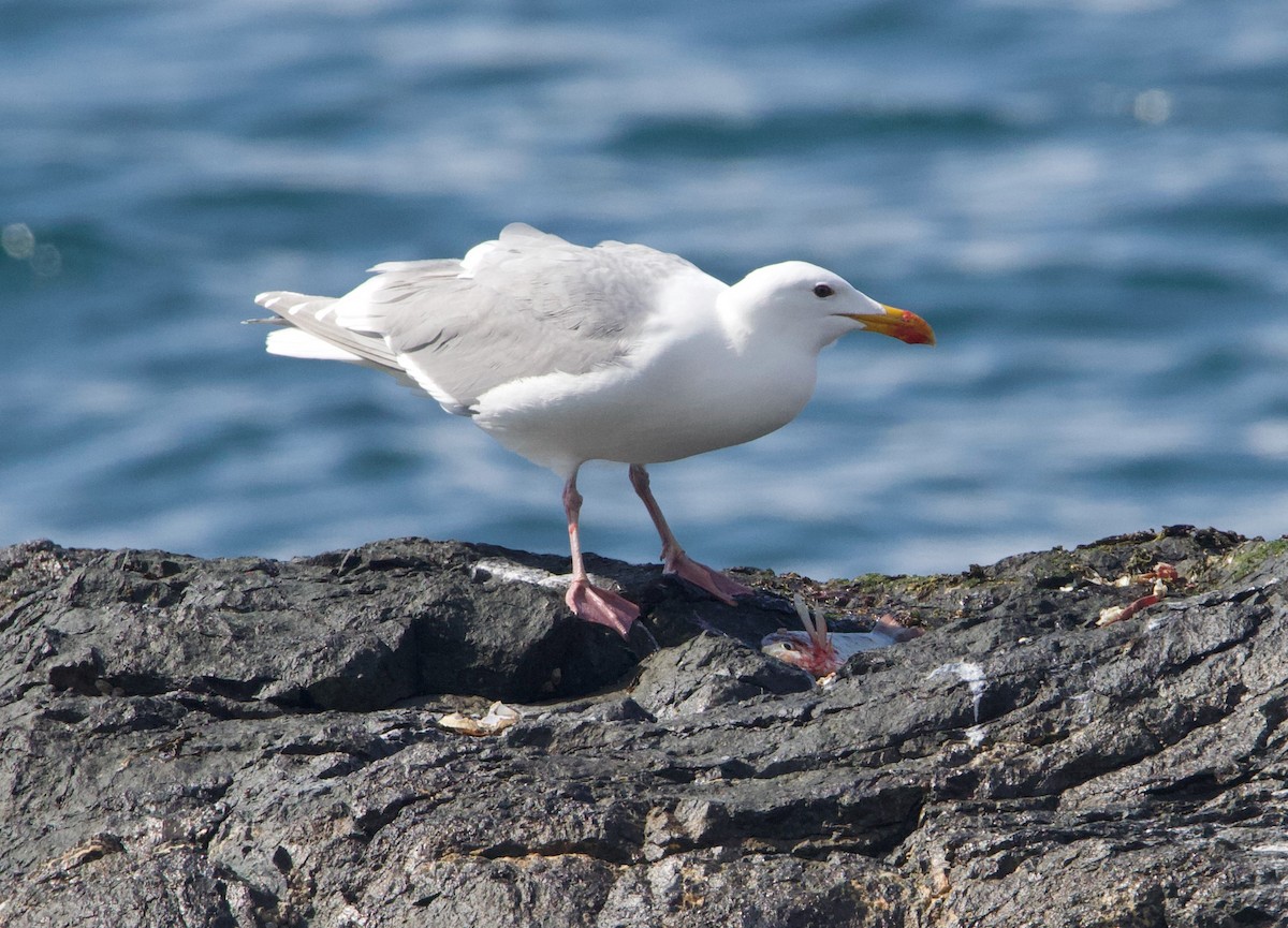 Glaucous-winged Gull - ML469611351