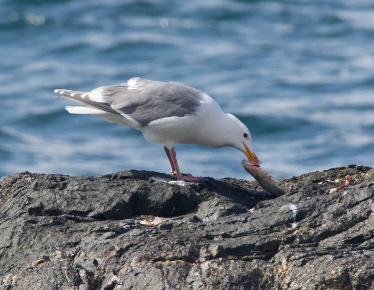 Glaucous-winged Gull - ML469611361