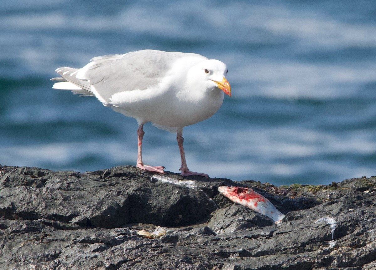 Glaucous-winged Gull - ML469611371