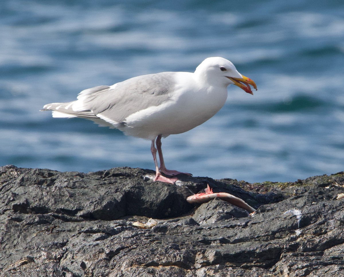 Glaucous-winged Gull - ML469611381