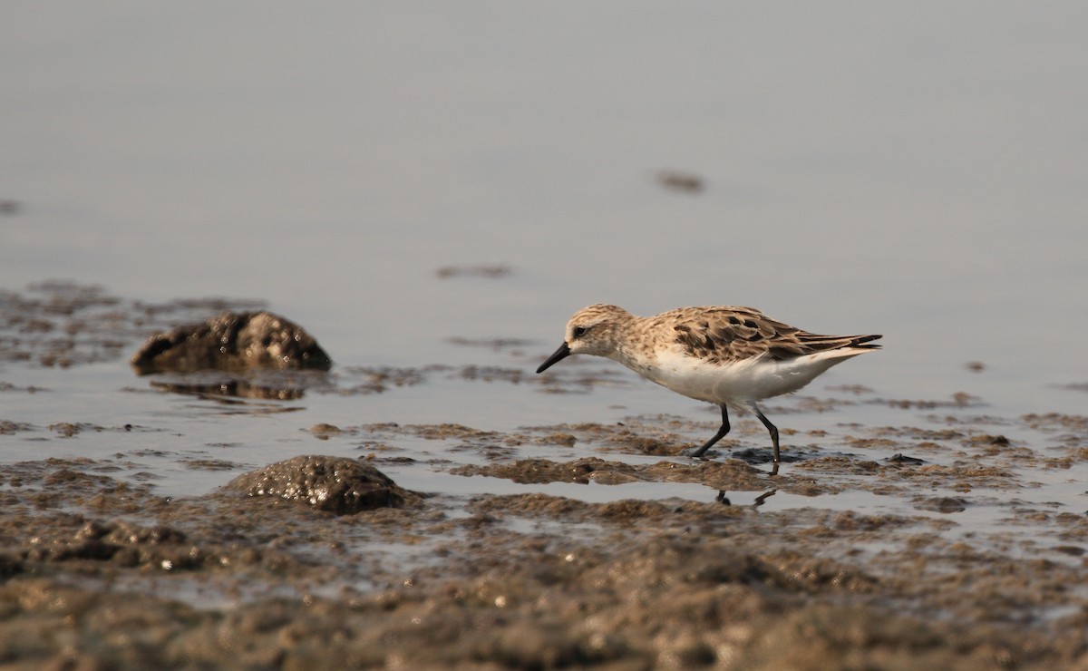 Semipalmated Sandpiper - ML469611591