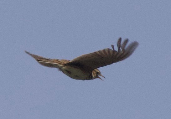 Eurasian Skylark - ML469611611