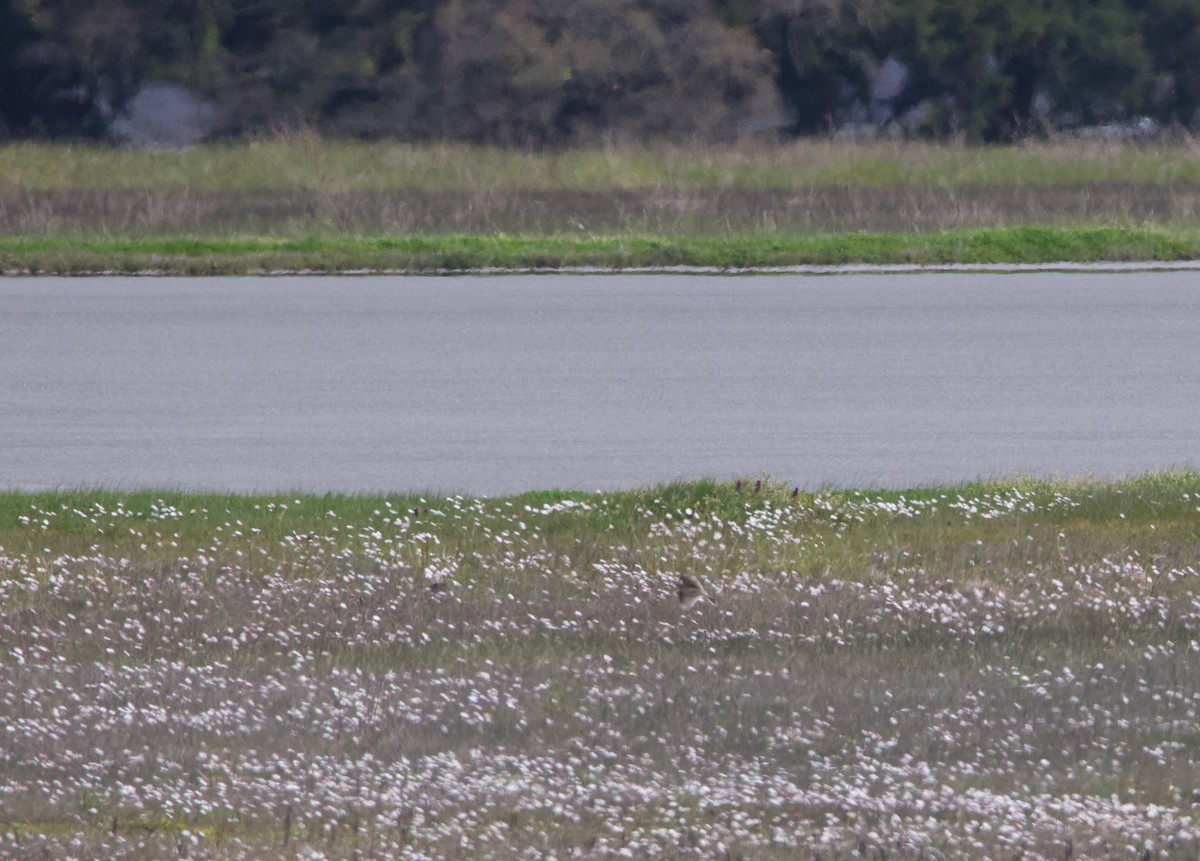Eurasian Skylark - ML469611621