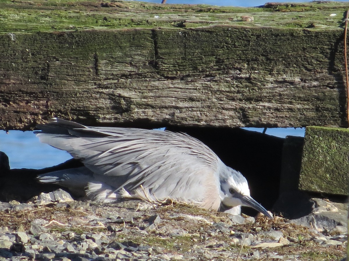 White-faced Heron - Maureen Howard