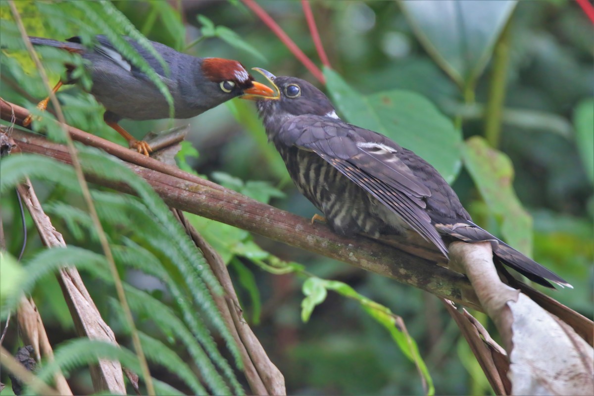 Dark Hawk-Cuckoo - ML469616141