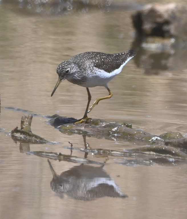 Solitary Sandpiper - ML469616151