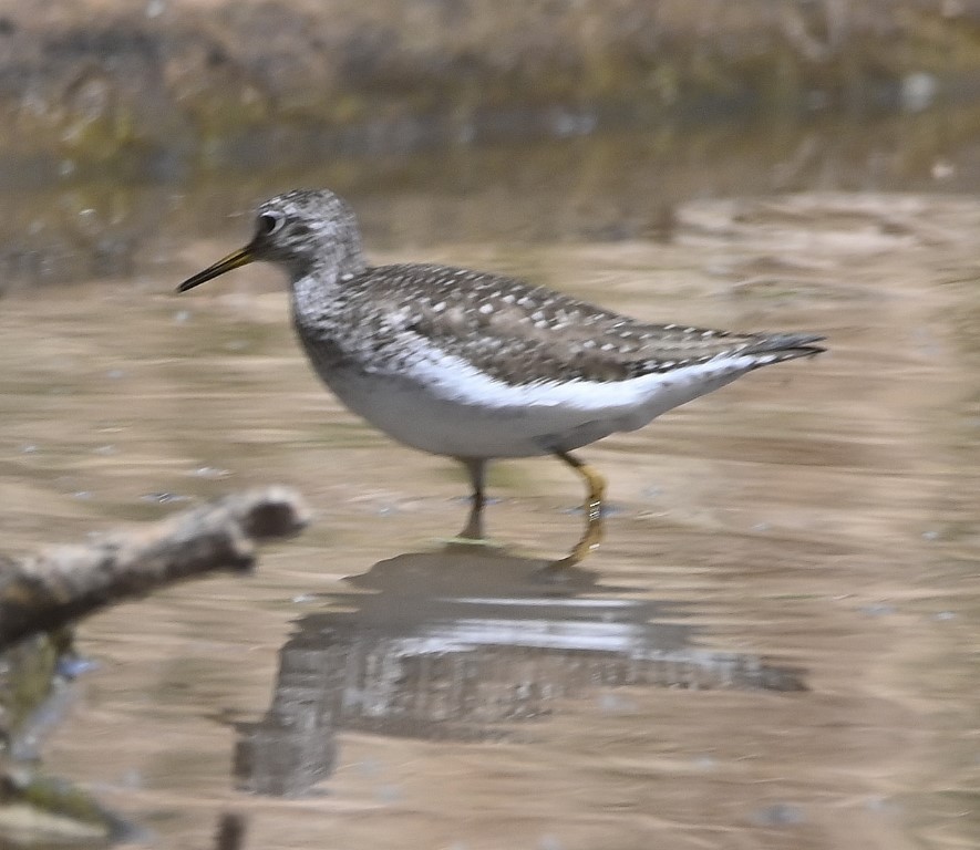 Solitary Sandpiper - ML469616161