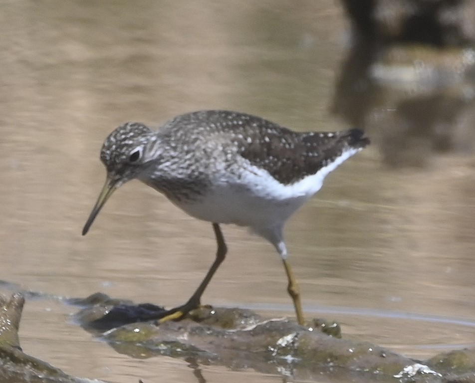 Solitary Sandpiper - ML469616171