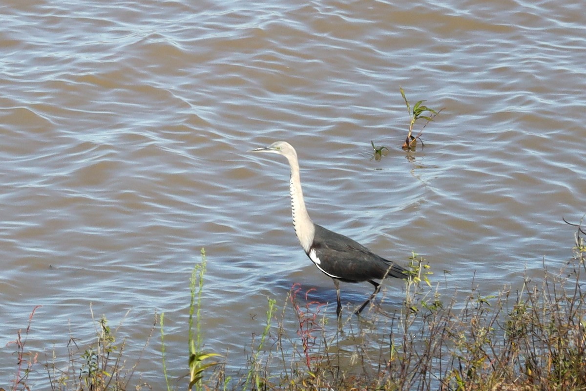 Pacific Heron - Richard and Margaret Alcorn