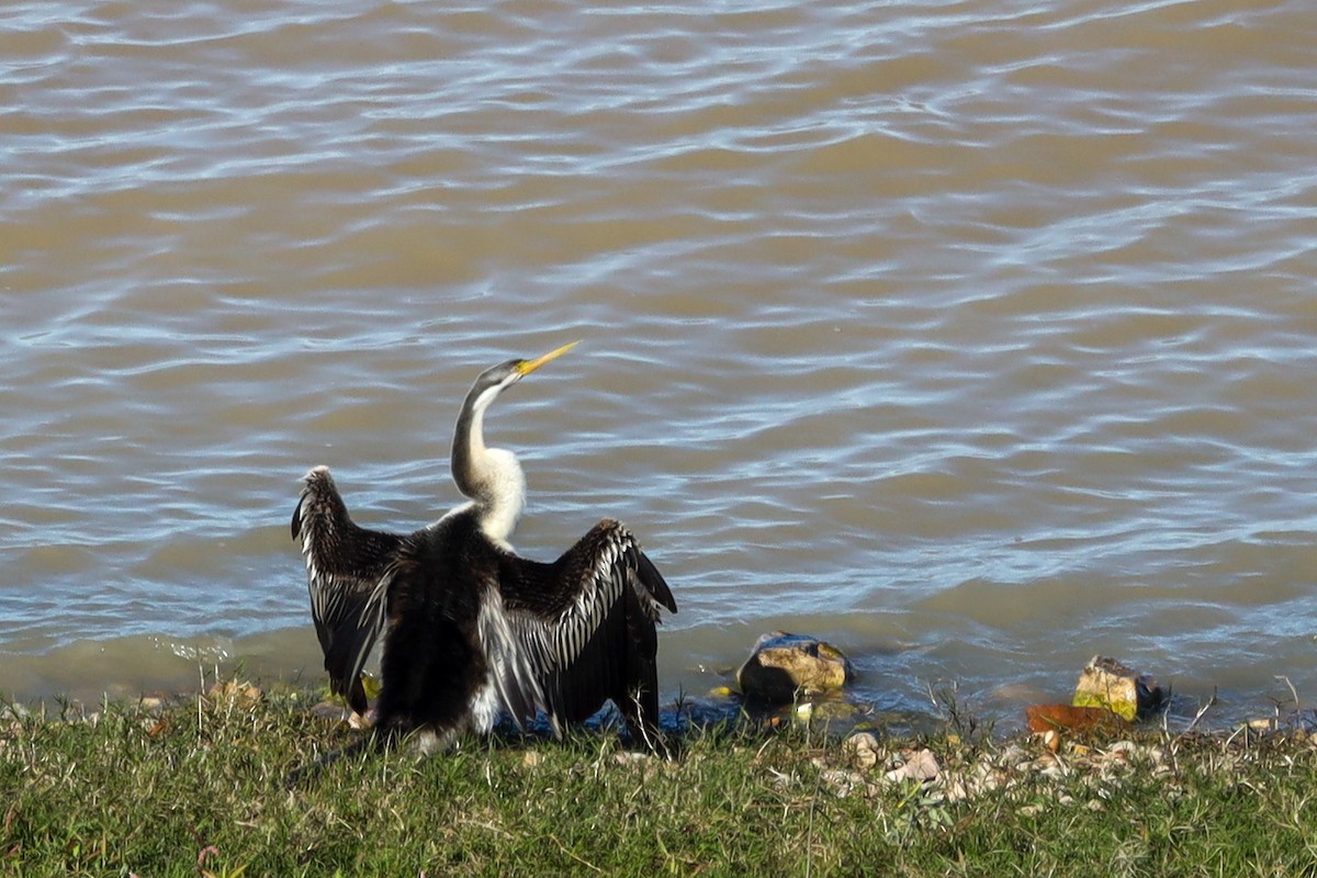 Anhinga Australiana - ML469617311