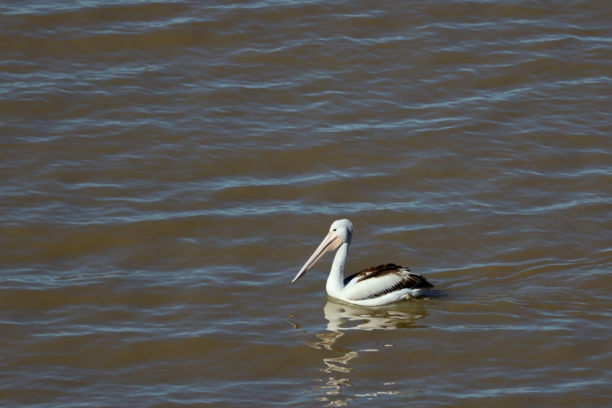 pelikán australský - ML469617341