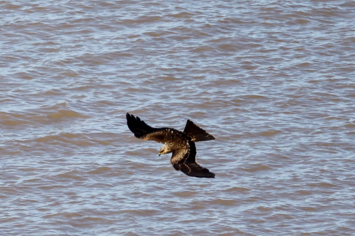 Black Kite - ML469617461