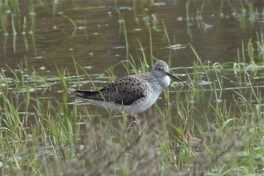 Marsh Sandpiper - ML46961751