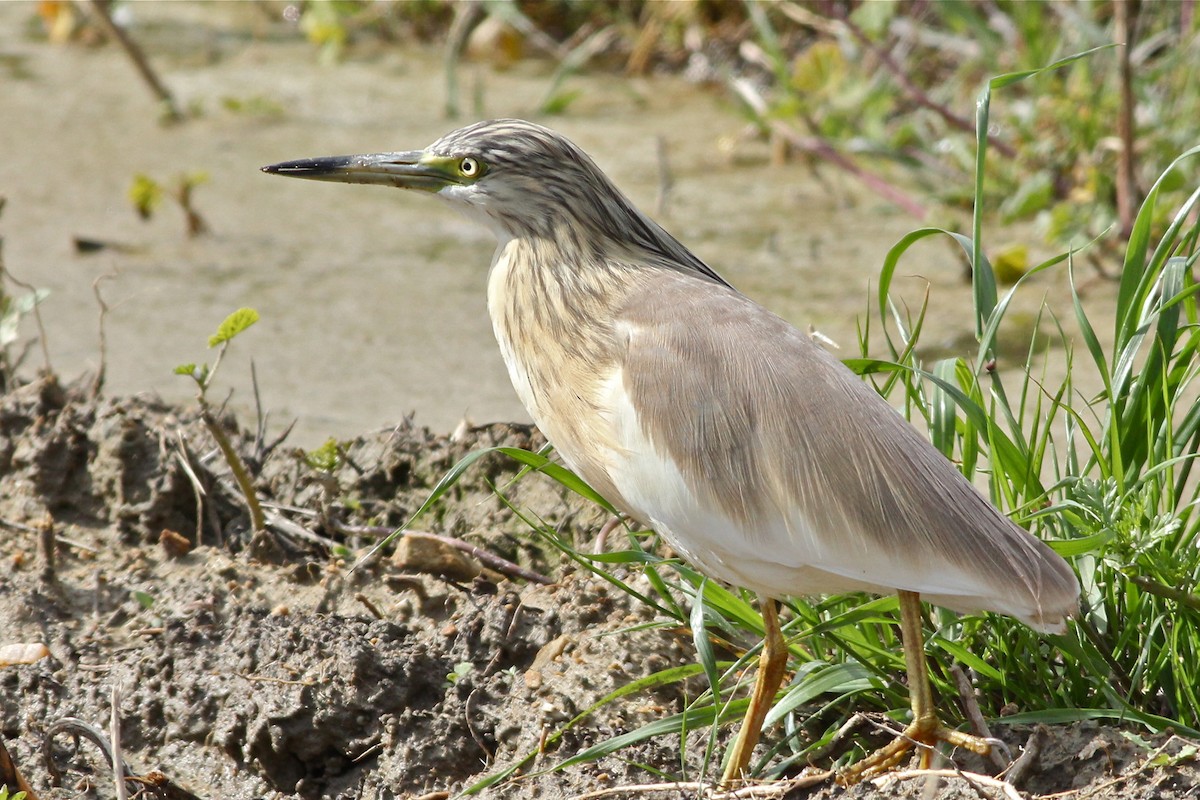 Squacco Heron - ML46961761