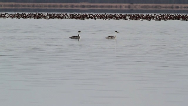 Western Grebe - ML469618