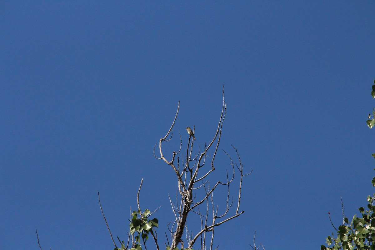 Western Wood-Pewee - ML469618291