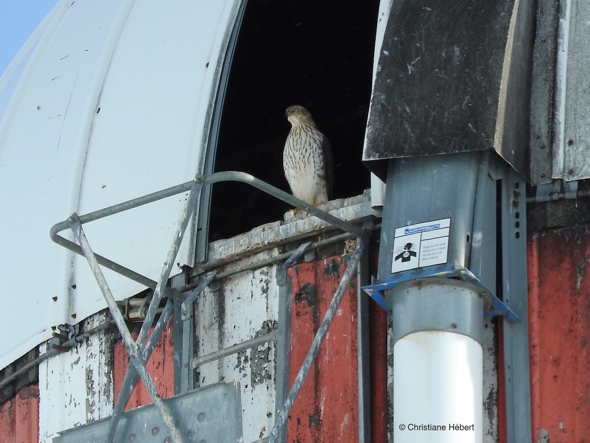 Cooper's Hawk - Christiane Hébert