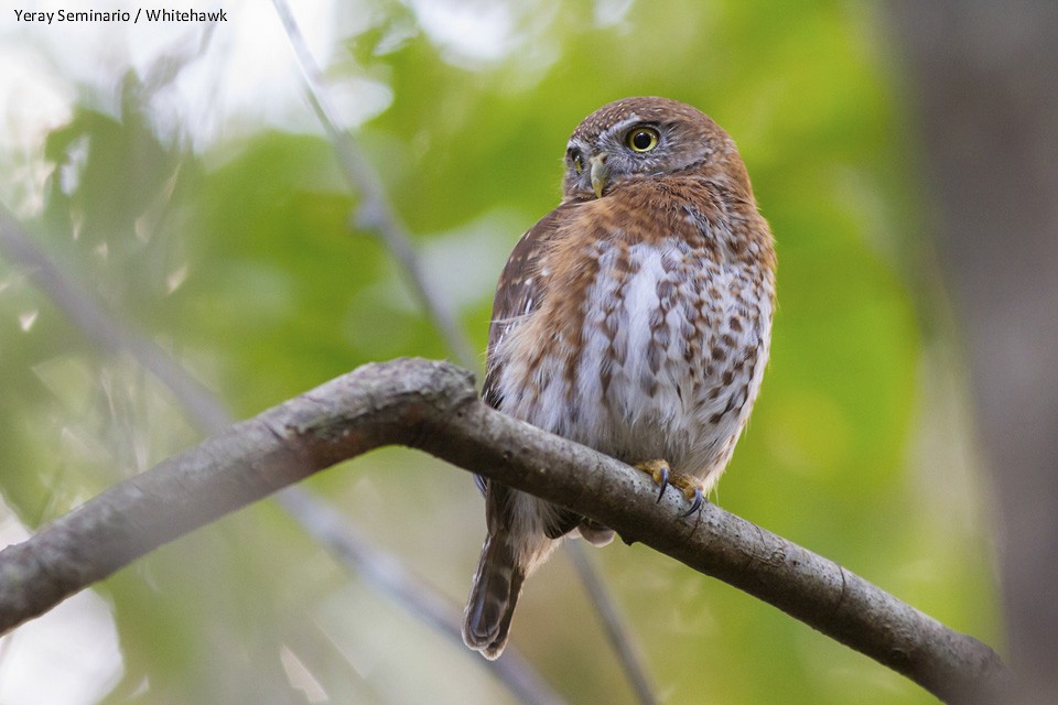 Cuban Pygmy-Owl - ML46961871