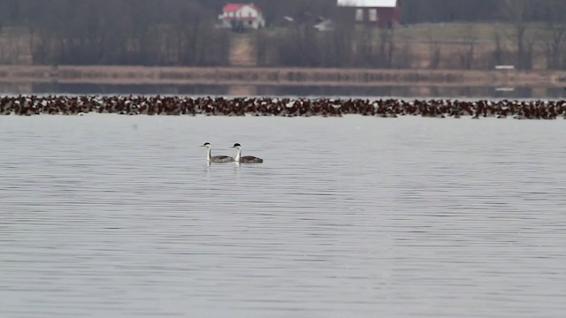 Western Grebe - ML469619