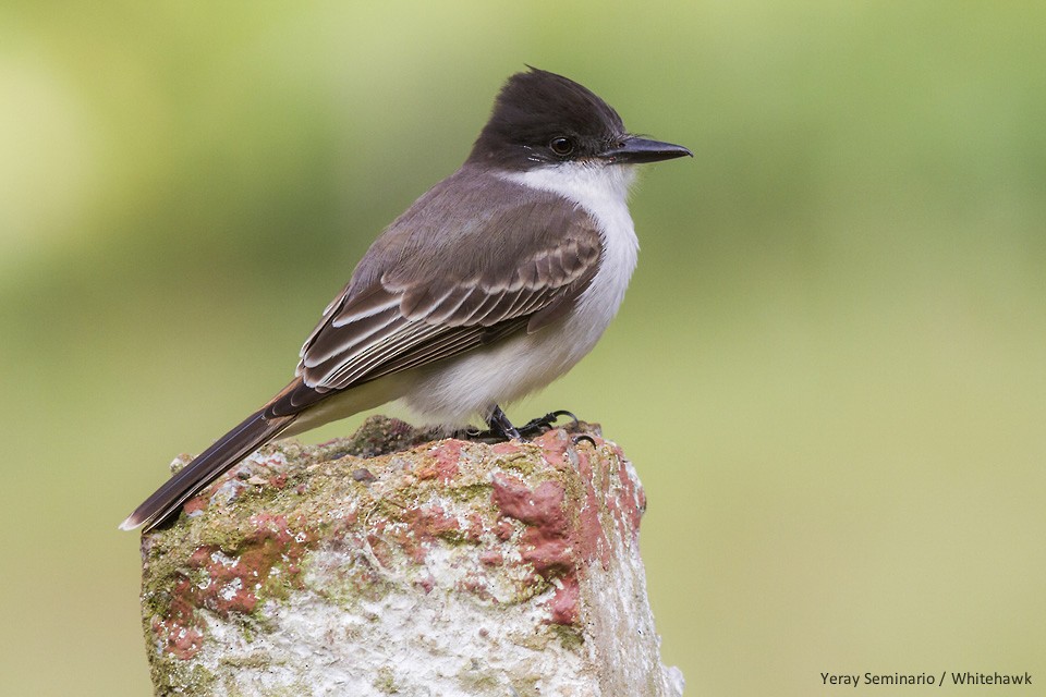 Loggerhead Kingbird - ML46961921