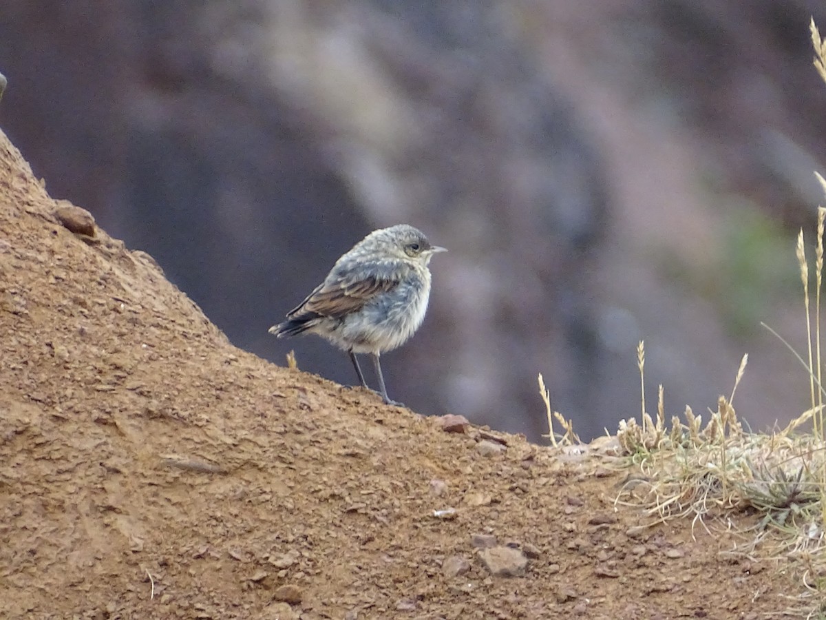 Northern Wheatear - ML469619311