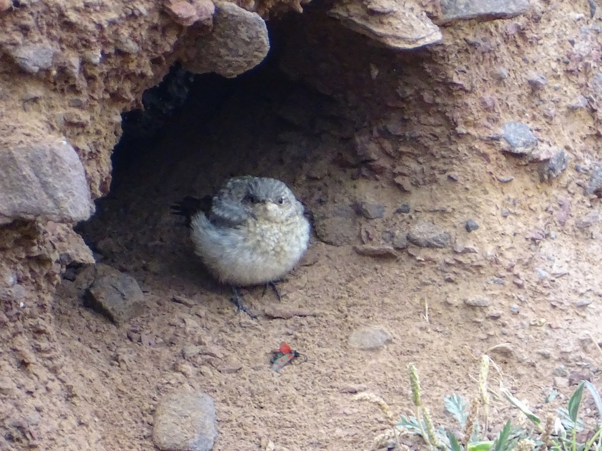 Northern Wheatear - ML469619321