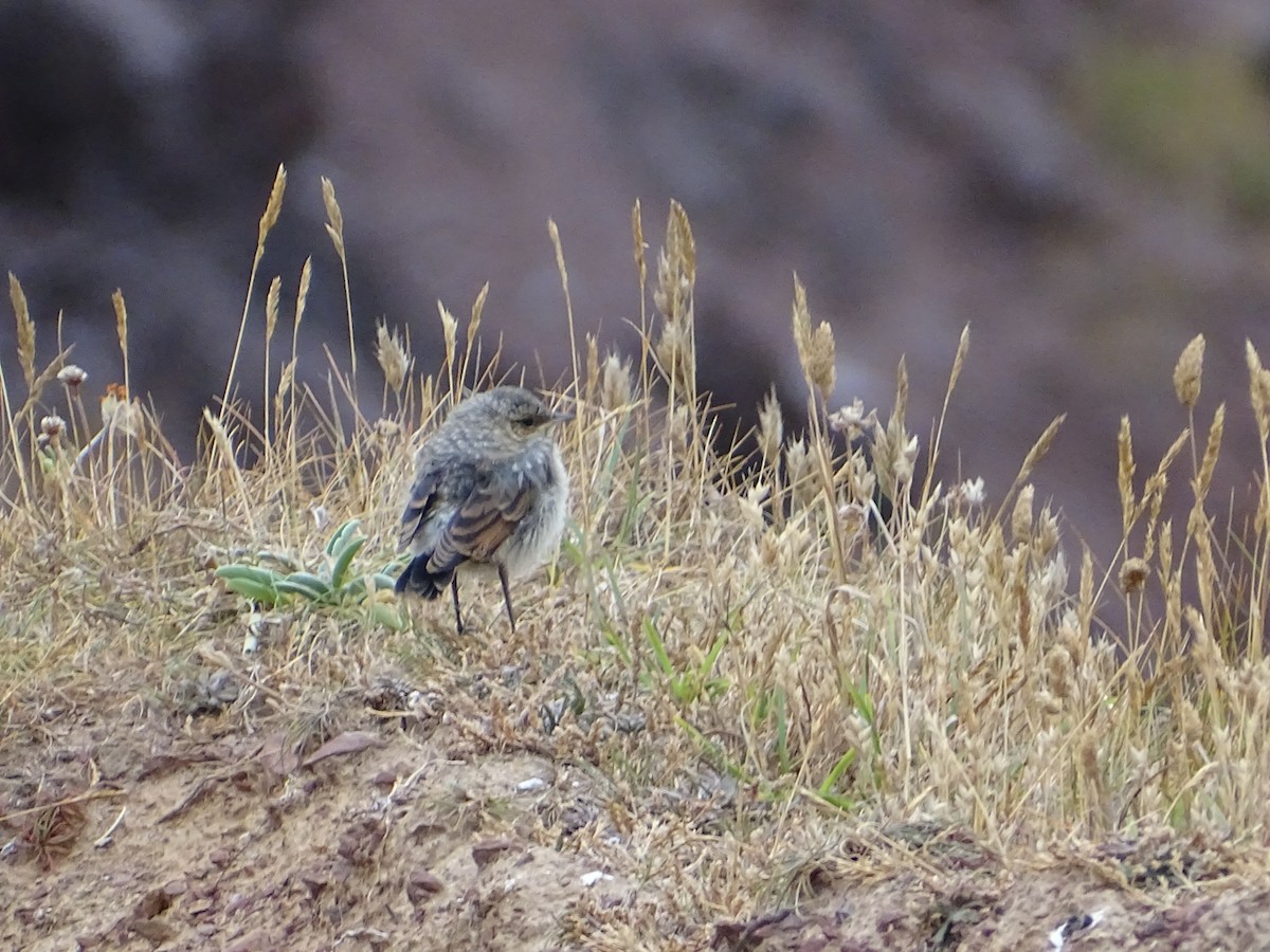 Northern Wheatear - ML469619331