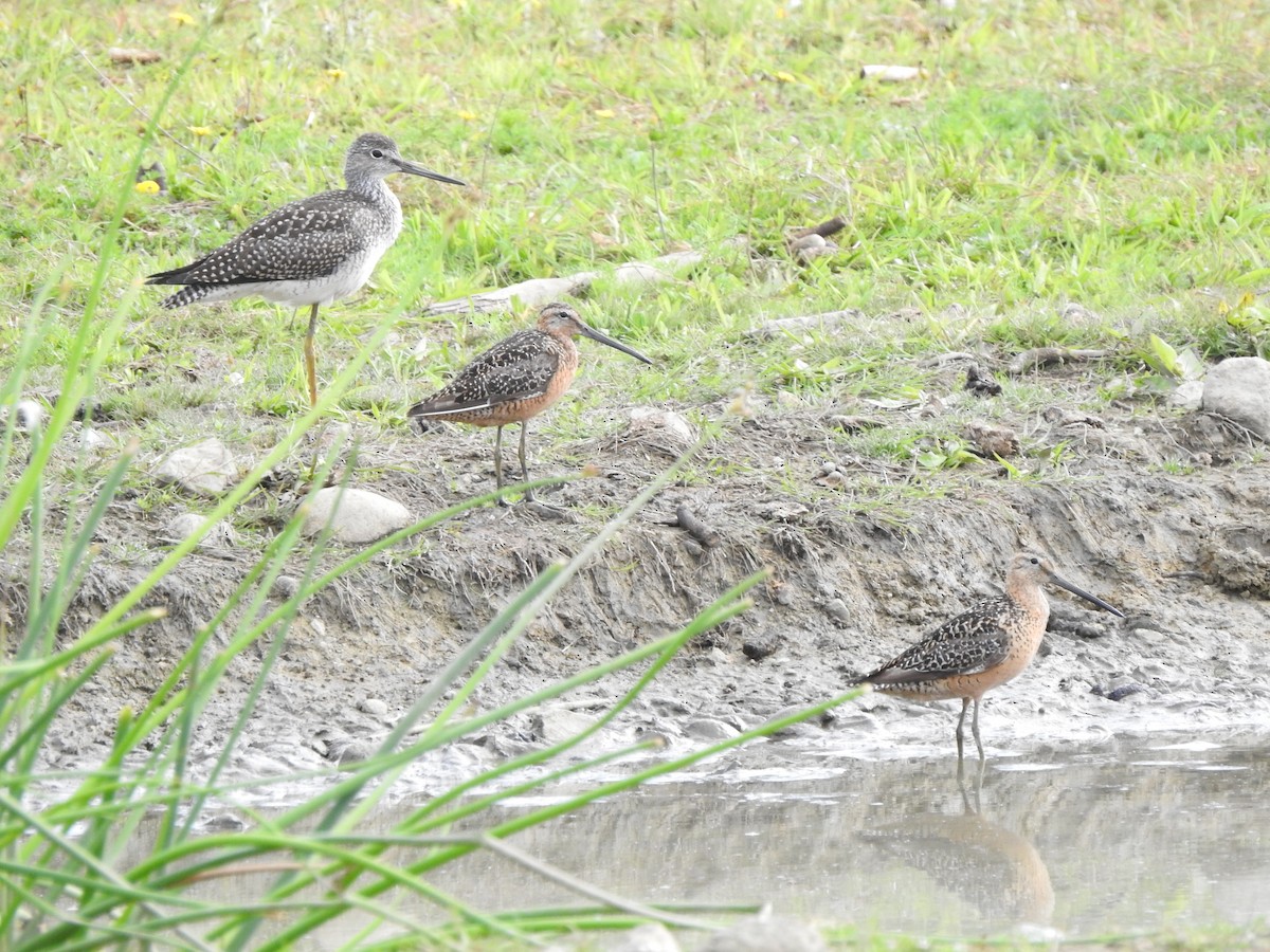 Long-billed Dowitcher - Jody  Wells