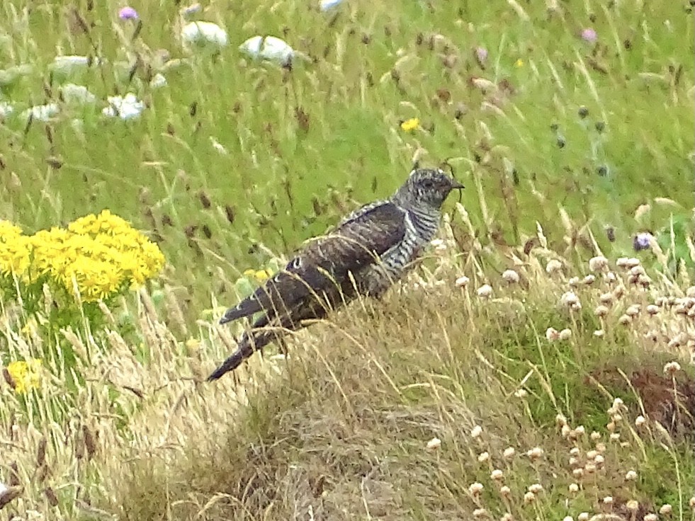 Common Cuckoo - ML469620171