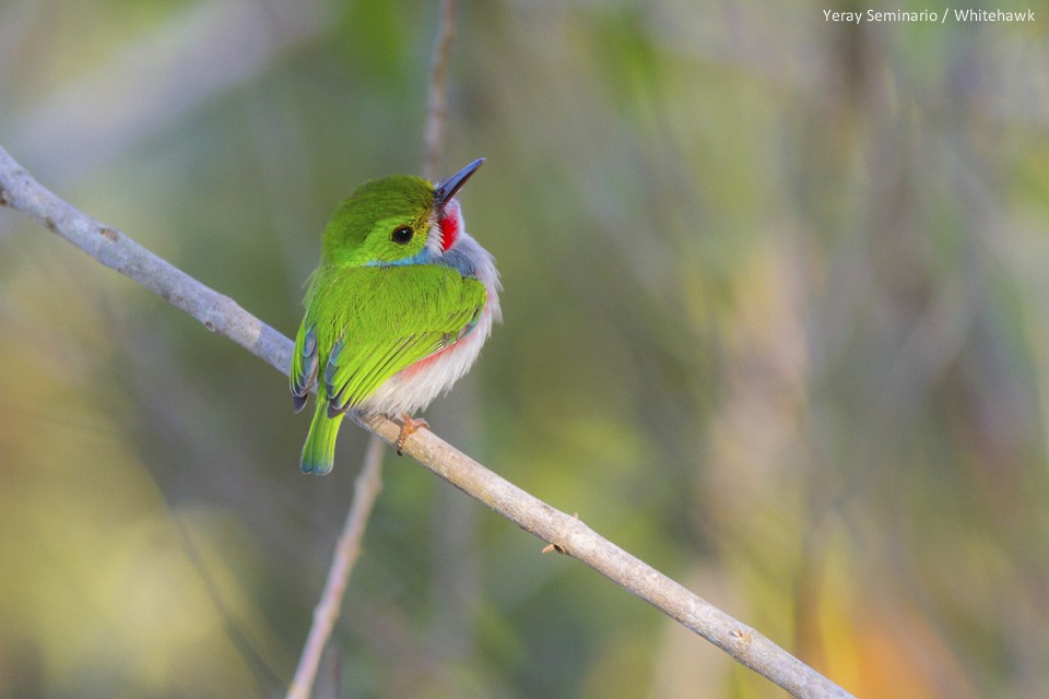 Cuban Tody - Yeray Seminario