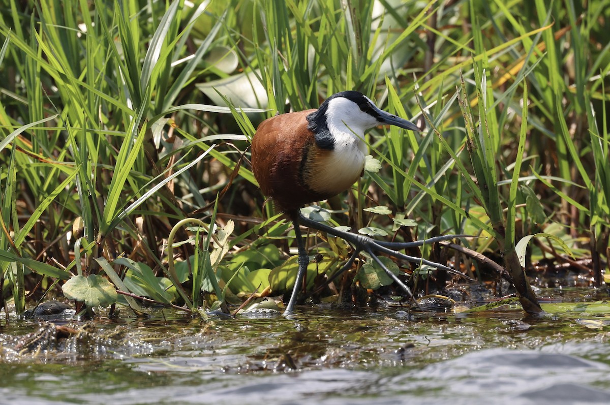 Jacana Africana - ML469620741